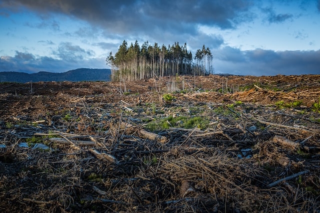 heavily deforested region