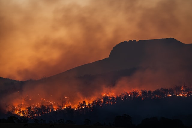 wildfire rages at sunset in coniferous forest